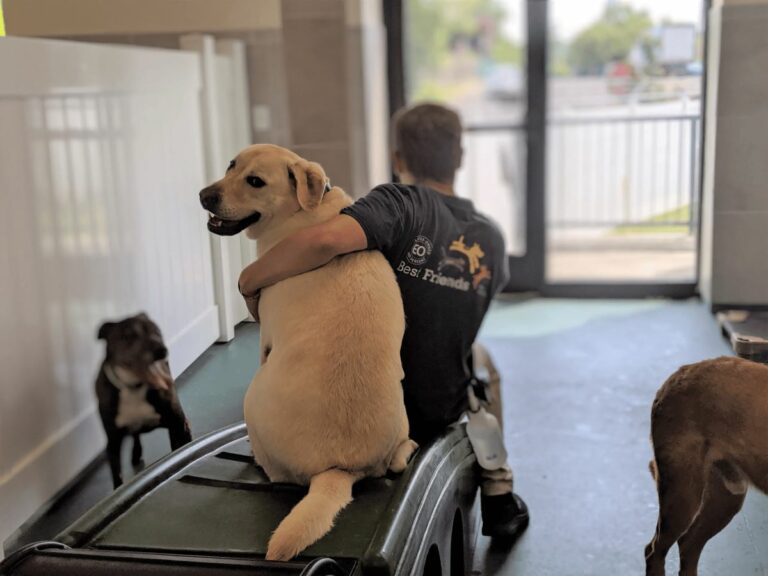 Best Friends Pet Care IMG 1 768x576